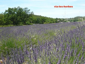 Champ de lavandes