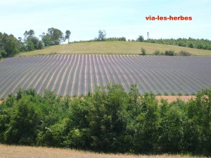 champ de lavande