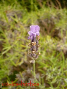 fleur de lavande