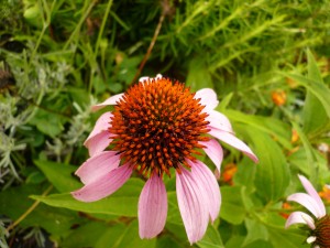 Echinacea purpurea