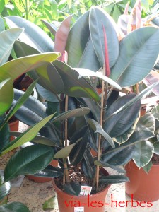 Ficus caoutchouc