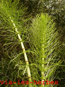 Grande prele, Equisetum temateia