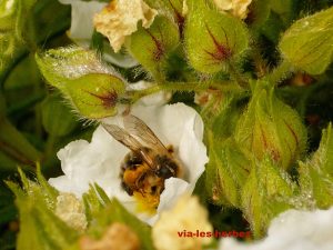 abeille