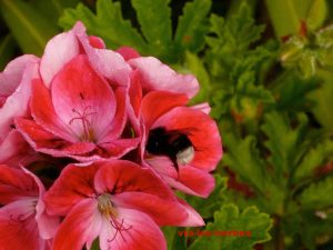 abeille