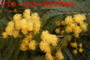 acacia dealbata4