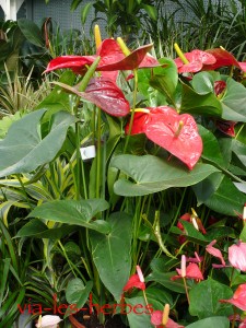 anthurium,flamant rose