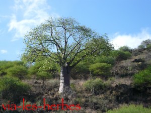 baobab 