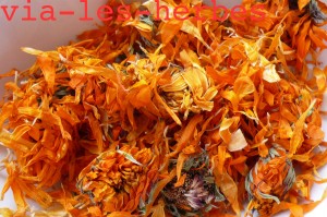 Calendula officinalis