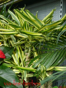 dracaena l'autre