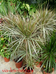 dracaena marginata