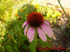 echinacea purpurea