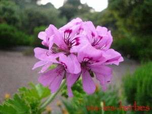 fleur de geranium rosat 