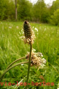 fleur de plantain