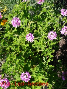 geranium rosat fleurs