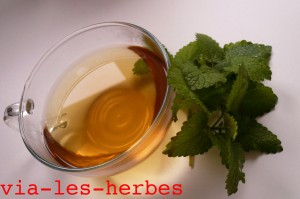 infusion de thym et feuilles de melisse