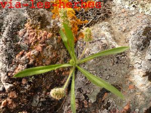 plantain de bellardi, Plantago bellardii