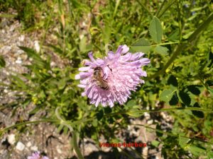 scabieuse des bois Knautia dipsacifolia