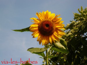 Fleur de tournesol