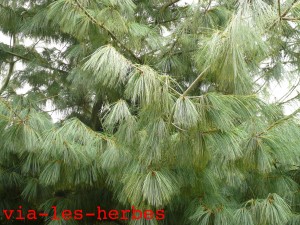 Pinus Strobus pendula