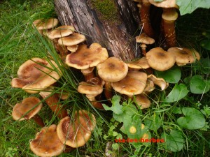 champignons chene