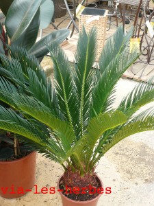 cycas du japon