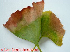 Feuilles de gingko biloba