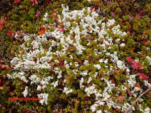 lichen