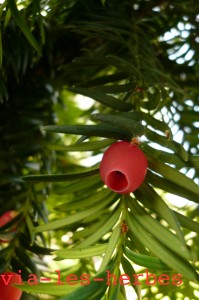 Taxus baccata 