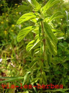 Menthe pouliot 