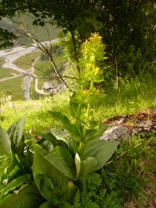 Gentiana Lutea