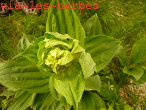 Gentiane, Gentiana lutea 