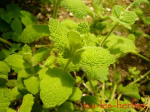 mentha aromatica