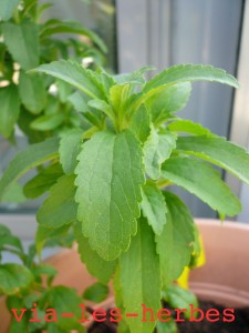 stevia