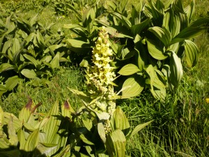 veratre verdissant, veratrum lobelianum