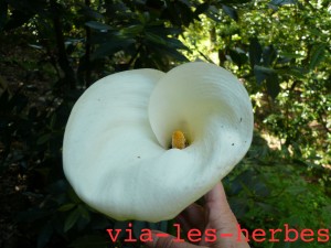 Arum Giens