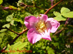 Rosa canina