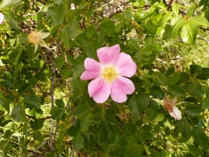 Rosa canina