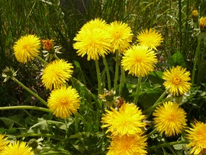 Taraxacum den leonis