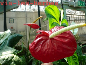 fleur d'anthurium