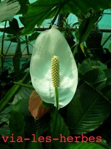 fleur de spathiphylum