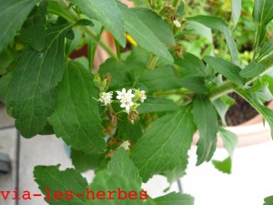 fleurs-de-stevia