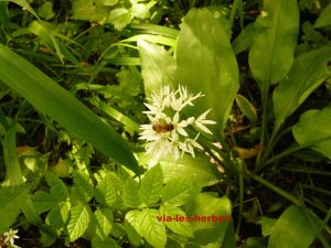 ail des ours 