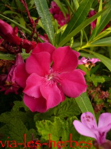 Fleurs de laurier-rose