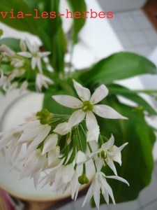 fleurs, ail des ours