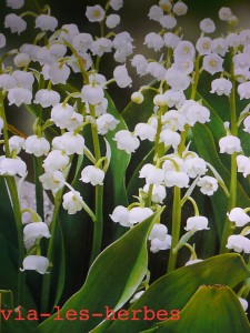 muguet