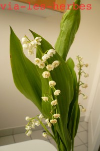 muguet