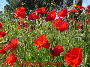 Coquelicot, Papaver rhoeas