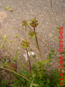 Pimprenelle fleurs