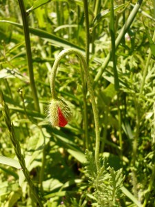 coquelicot