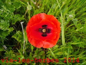 coquelicot, Papaver rhoeas